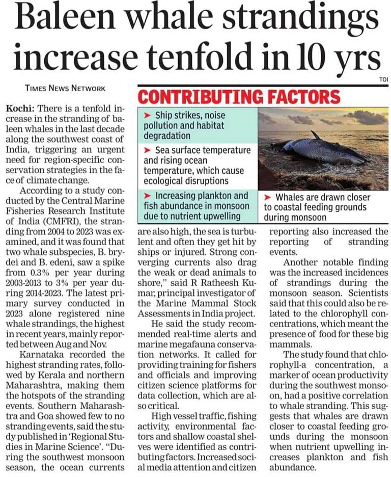 Baleen whale standings increases in ten fold in 10 years