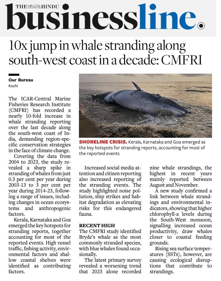 10X jump in whale stranding along south west-coast in a decade:CMFRI