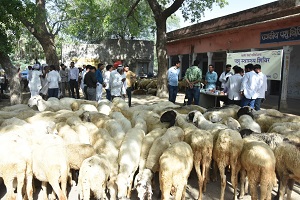 केन्द्रीयभेड़-अनुसंधान-संस्थान-अविकानगर-04