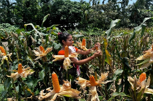 Golden Grains of Change: How Maize is Powering a Rural Revolution in Assam