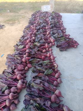 Beetroot Variety ‘Crimson Globe’ Boosts Yield and Income Potential for Farmers in Jaipur, Rajasthan