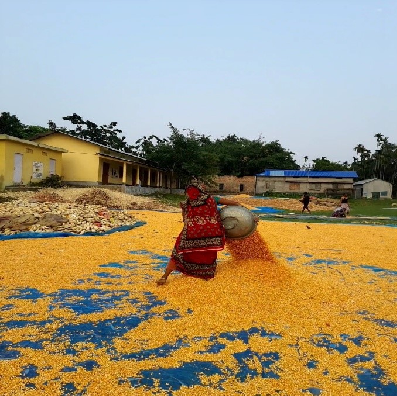 Golden Grains of Change: How Maize is Powering a Rural Revolution in Assam