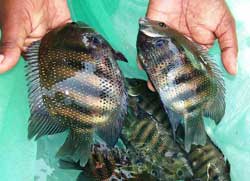 Adult-fishes-Pearlspot