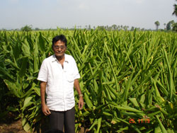 Azad-turmeric-sucess-story-1