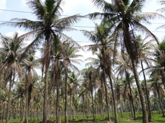 BIOCONTROL-01-20042017