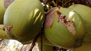 BIOCONTROL-02-20042017 (1).jpg