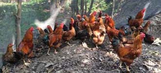 BackyardpoultryVanaraja)production-01_0.jpg
