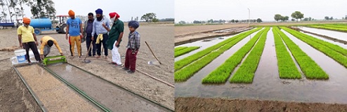 Badduwal village exhibiting pathway of mechanical planting of rice 01