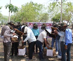 Beekeeping-training-to-Rural-Youth-by-KVK-Pratapgrah-Rajasthan