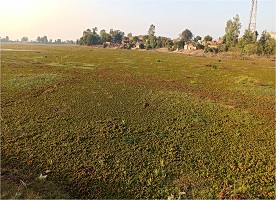 Biological Control of Alien Invasive Weed Salvinia molesta in Central India 01