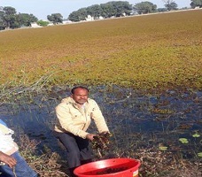 Biological Control of Alien Invasive Weed Salvinia molesta in Central India 02