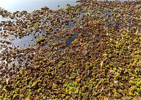 Biological Control of Alien Invasive Weed Salvinia molesta in Central India 03