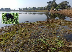 Biological Control of Alien Invasive Weed Salvinia molesta in Central India 05