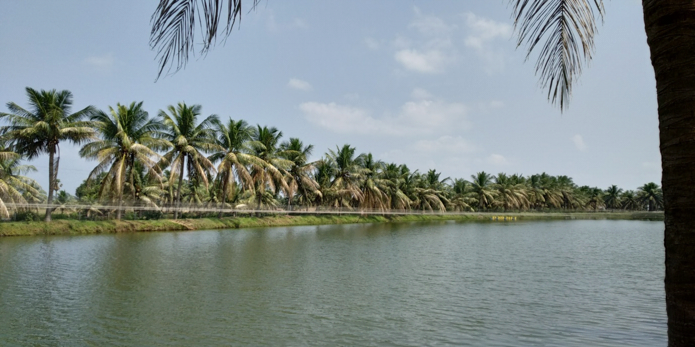 BiologicalcontrolofcoconutBlackHeaded