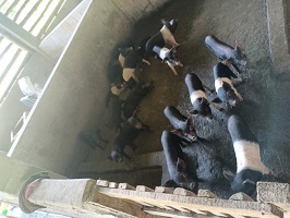 Boosting the Pig Production in Nagaland with Rani Pig 02