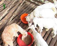 Broiler-goat- rearing-1