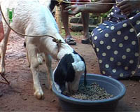 Broiler-goat- rearing-5