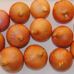 DOGR-cold-storage-ss-1