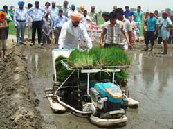 Demonstration-on-mechanical-transplanting-of-Paddy