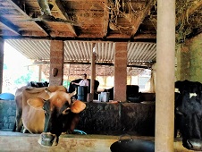 Doubling of Income through I.F.S. by a Tribal Women 01