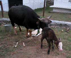 ET-mithun-calf-02-04-2012_0.jpg