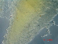 Fertilized_eggs_collected_from_spawning_tank