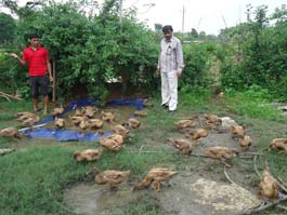 Flock_of_Sri_Basanta_Kheti