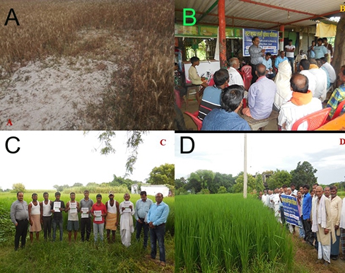 From Poor Productivity to Bountiful Harvests Technology Backstopping Pays Rich Dividends in Sodic Agro-ecosystem of Uttar Pradesh 001