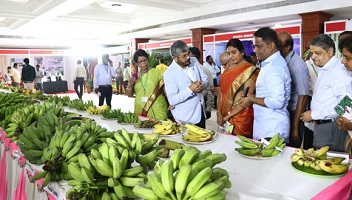 GI-bananas-ICAR-NRCB-02