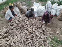 Ginger-rhizome-072018