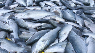 Harvestedseabass-01-2017_0