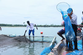 Harvesting-01-2017_0