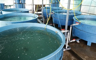 ICAR-CMFRI-fishes-nation-03