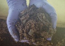 ICAR-DPR and ICAR-CRIDA develops Poultry Litter Compost and Vermicompost by mixing Saw Chips - Wealth out of Waste