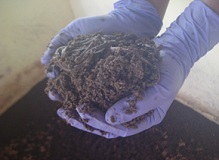 ICAR-DPR and ICAR-CRIDA develops Poultry Litter Compost and Vermicompost by mixing Saw Chips - Wealth out of Waste