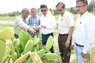  ICAR-IGFRI-Jhansi-explore-CBG-production-cactus-02_0.jpg 