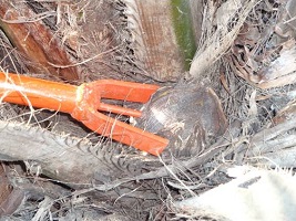 ICAR-IIOPR’s Oil Palm Ablatool granted Patent 01