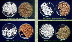 ICAR-IISR gets Patent for Seed Coating Composition