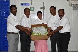 ICAR-NRC on Banana and VFPCK, Kerala makes Nendran Bananas available for Indian Expatriates in Europe