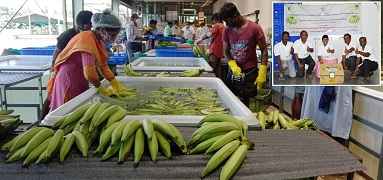 ICAR-NRC on Banana and VFPCK, Kerala makes Nendran Bananas available for Indian Expatriates in Europe