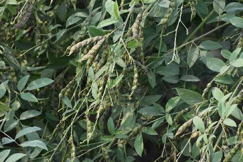 ICAR-ICRISAT collaboration led to identification of Sterility Mosaic Disease resistance gene in Pigeonpea