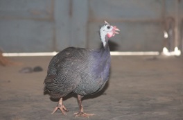 Improved Technology for sustainable Guinea Fowl production introduced 01