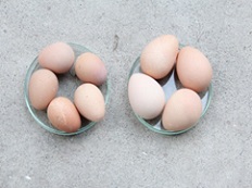 Improved Technology for sustainable Guinea Fowl production introduced 02