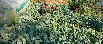 Integrated Nutrient Management in Broccoli coupled with Gravity-based Mini Sprinkler System in Mizoram 06