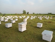 KVK, Lucknow under ICAR-IISR grooms a Marginal Land Holding Farmer to earn Crores from Beekeeping 02