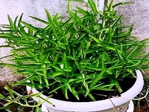 Water spinach variety ‘Kashi Manu’ as Upland leafy vegetable: A boon for farmers