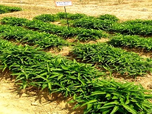 Water spinach variety ‘Kashi Manu’ as Upland leafy vegetable: A boon for farmers