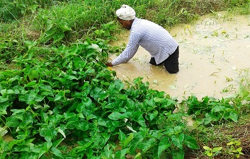Water spinach variety ‘Kashi Manu’ as Upland leafy vegetable: A boon for farmers