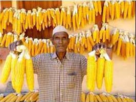 MaizeHybrid-0212102015 