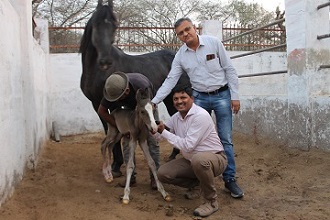 Marwari-horse-foal-Embryo-transfer-technology-001